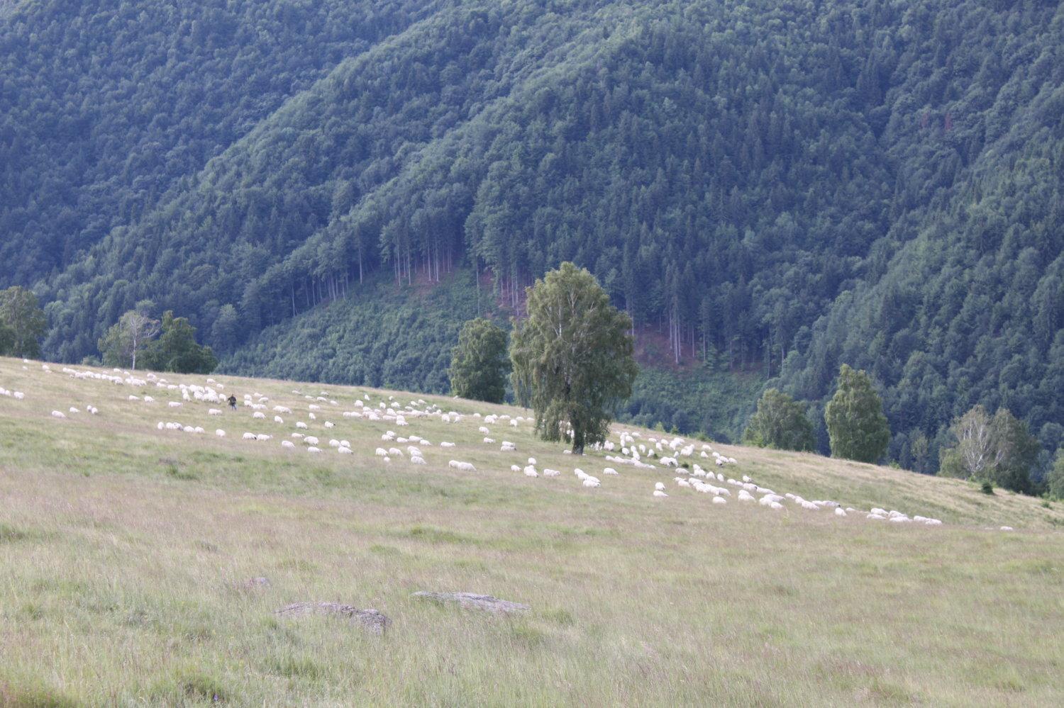 Pension Curmatura Stezii Răşinari Buitenkant foto